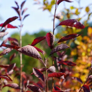 Canada Red Chokecherry