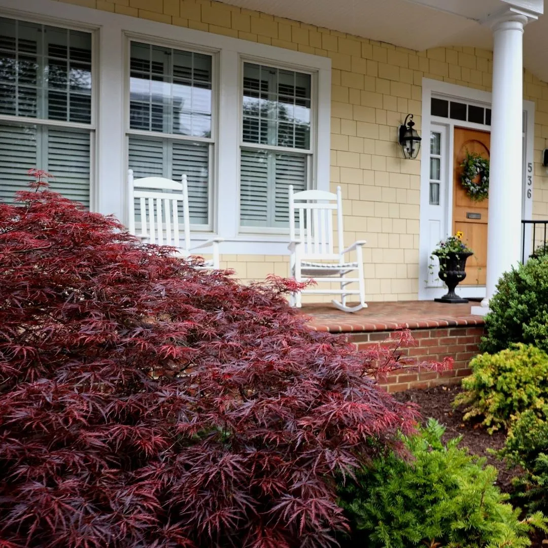 Red Dragon Japanese Maple