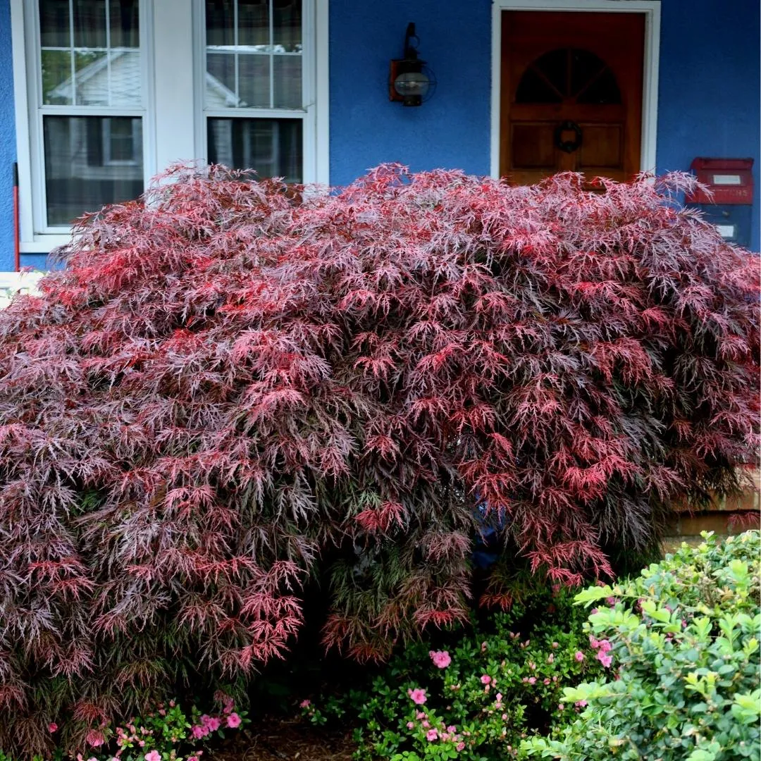 Red Dragon Japanese Maple