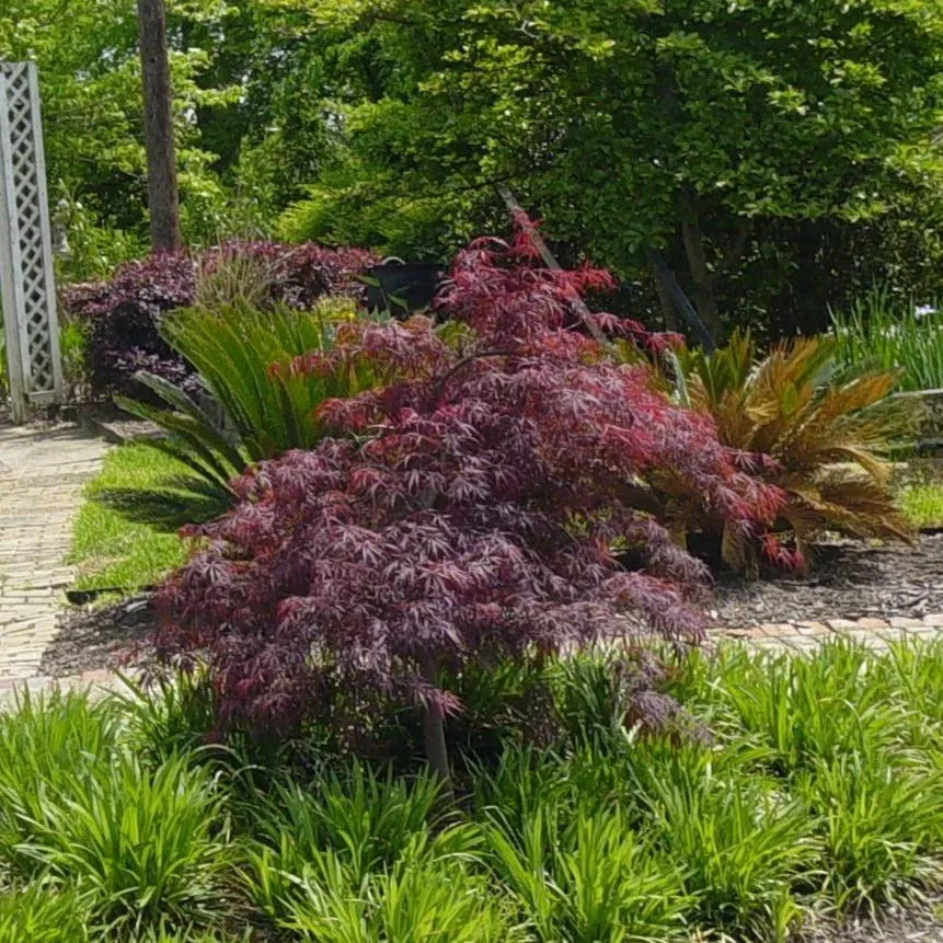 Red Dragon Japanese Maple