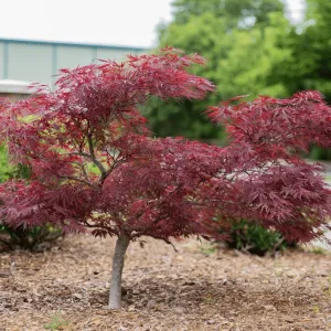 Red Dragon Japanese Maple