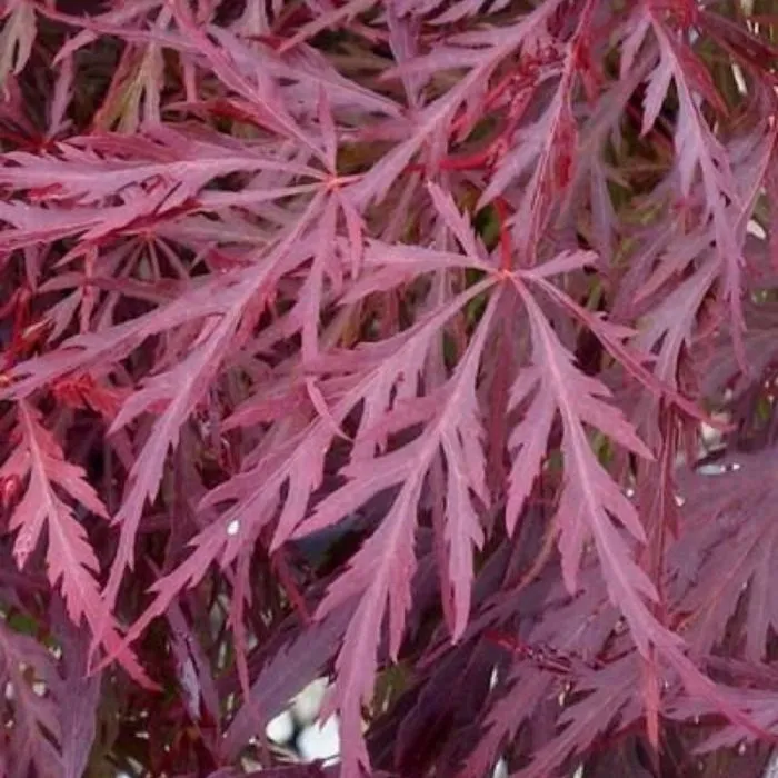 Red Dragon Japanese Maple