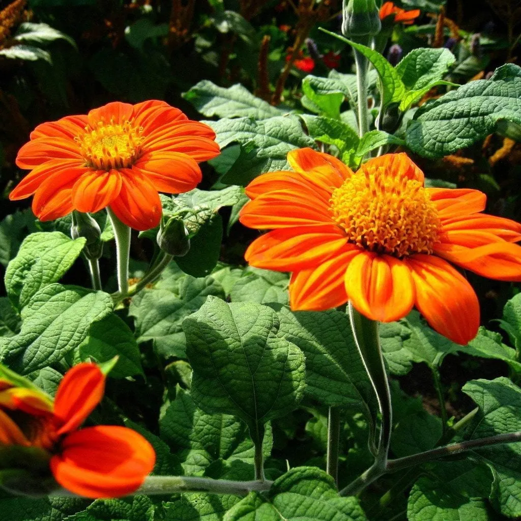 Tithonia Seeds - Mexican Sunflower