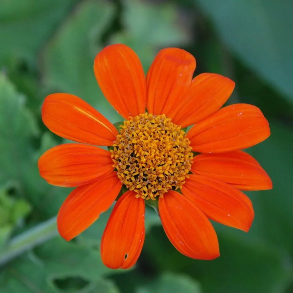 Tithonia Seeds - Mexican Sunflower